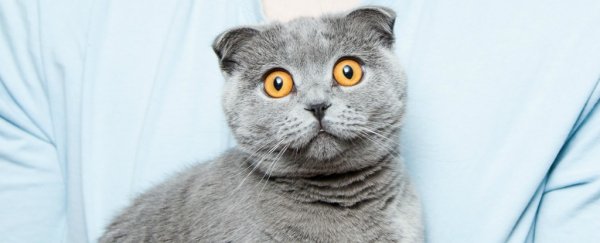 A New Zealand village is considering banning cats - for a noble cause
