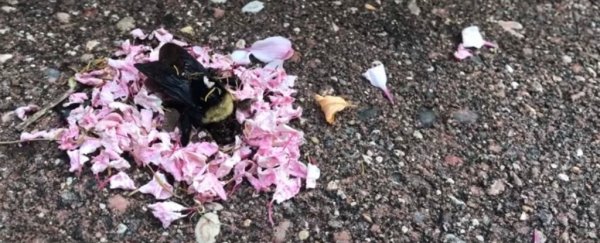 Baffling viral video shows ants carrying flowers to a dead bee
