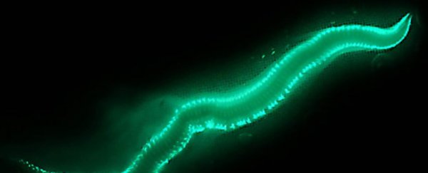 Three Nights After A Full Moon, These Worms Light Up The Ocean. Now We Understand How