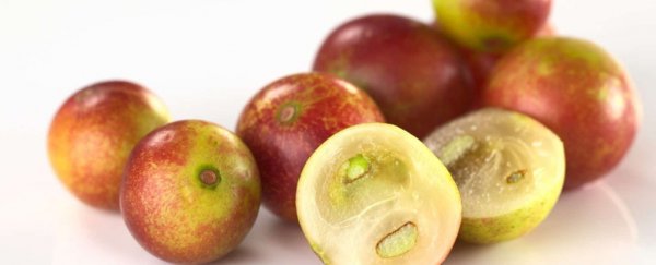 This weird Amazonian fruit reduces obesity in mice, but don't rush out to buy it just yet