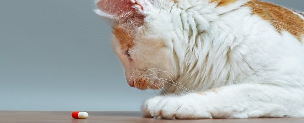 FDA issues a warning because people are stealing their pets' opioids