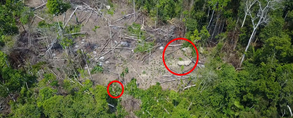 Guardians of the Green: Unveiling the Secrets of Amazonian Tribes