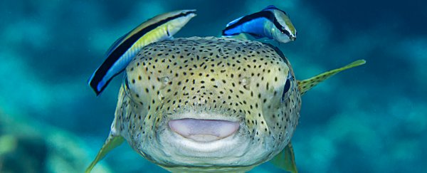 A tiny fish just passed a classic self-awareness test with a mirror