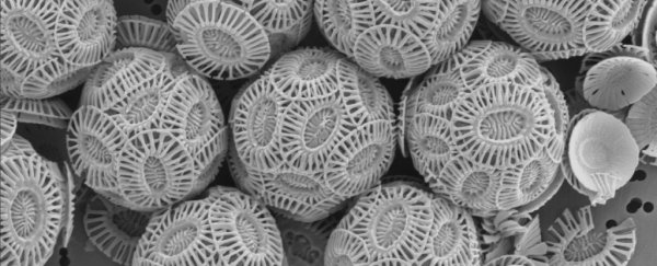 The carcasses of tiny marine organisms could be filling our sky with clouds