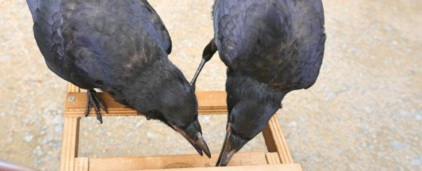 A French theme park has 'hired' trained rooks to pick up trash and cigarette butts