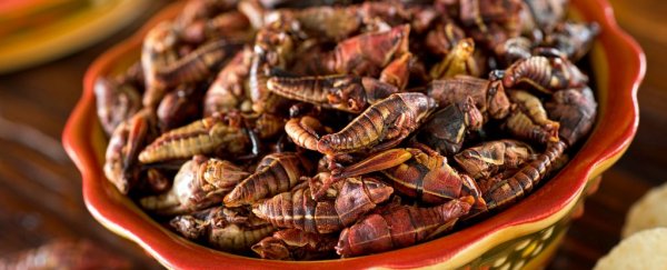 Eating crickets does something really good to your gut bacteria, study finds