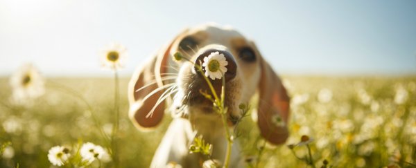 Do dogs have feelings? Here's what the science says