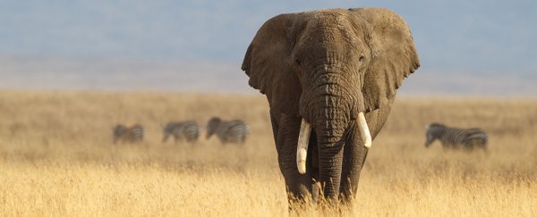 Elephants hardly ever get cancer, and we may finally know their secret