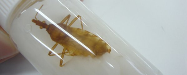 Parasitic illness from a bug that bites people at night is spreading worldwide, doctors warn
