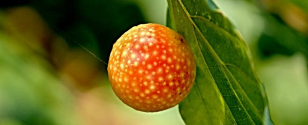 This freaky parasitic vine preys on parasitic wasps, and we just can't deal