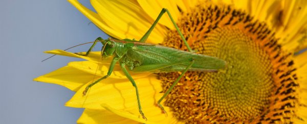 Grasshoppers and Crickets Might Play a Hidden Role in Pollination