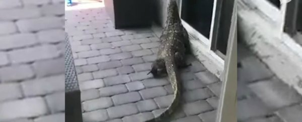 A human-sized giant lizard is currently terrorising a Florida town