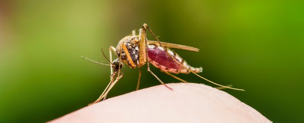 An Australian city says they've wiped out a dangerous mosquito-borne disease, with no environmental impact
