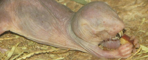 Mole rat queens turn their workers into nannies in a remarkably disgusting way