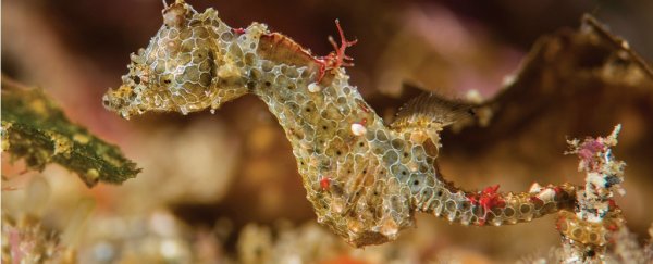 As small as a grain of rice, this newly discovered seahorse will totally make your day