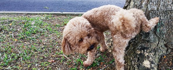 Your dog could be lying to other dogs about its size when it pees