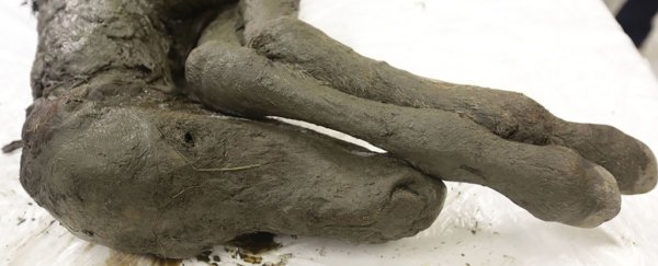 Incredibly preserved, 40,000-year-old extinct baby horse has been unearthed in Siberia