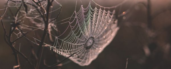 Scientists just created silkworms that spin super-strong spider silk