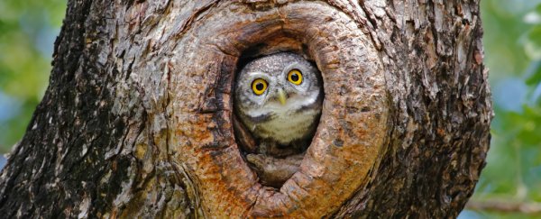 Logging forests to halt wildfires would do more harm than good