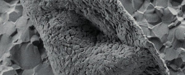 These 3.4 billion-year-old fossils from Australia are startlingly similar to modern bacteria