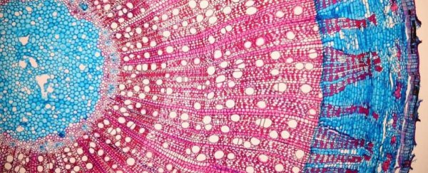 Tree bark generates a weird force that defies gravity