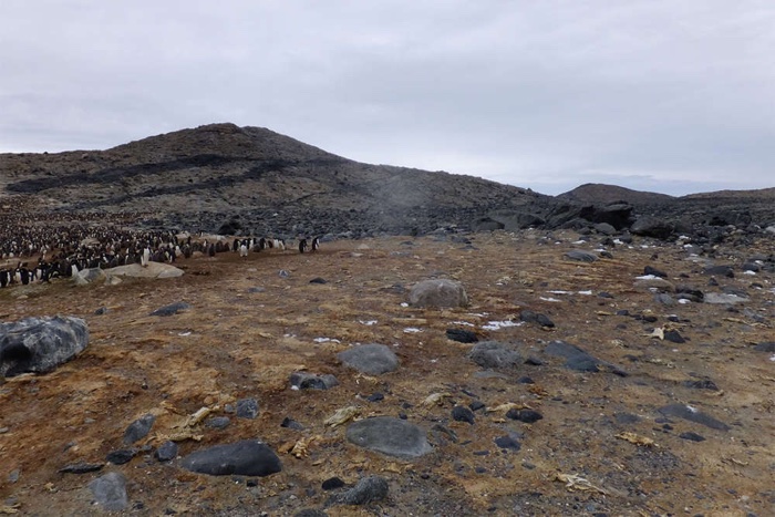 016 penguins mummified antarctica 2