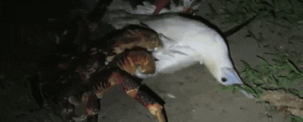 Giant coconut crab caught on camera attacking and eating a seabird