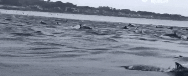 Mesmerizing footage captures a 'superpod' of dolphins on the hunt in California waters