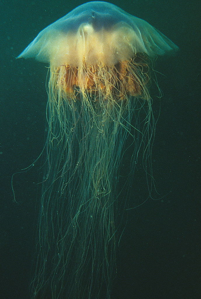 Lions mane jellyfish or hair jelly Cyanea capillata the largest know jellyfish in Newfoundland Canada. 21390221575