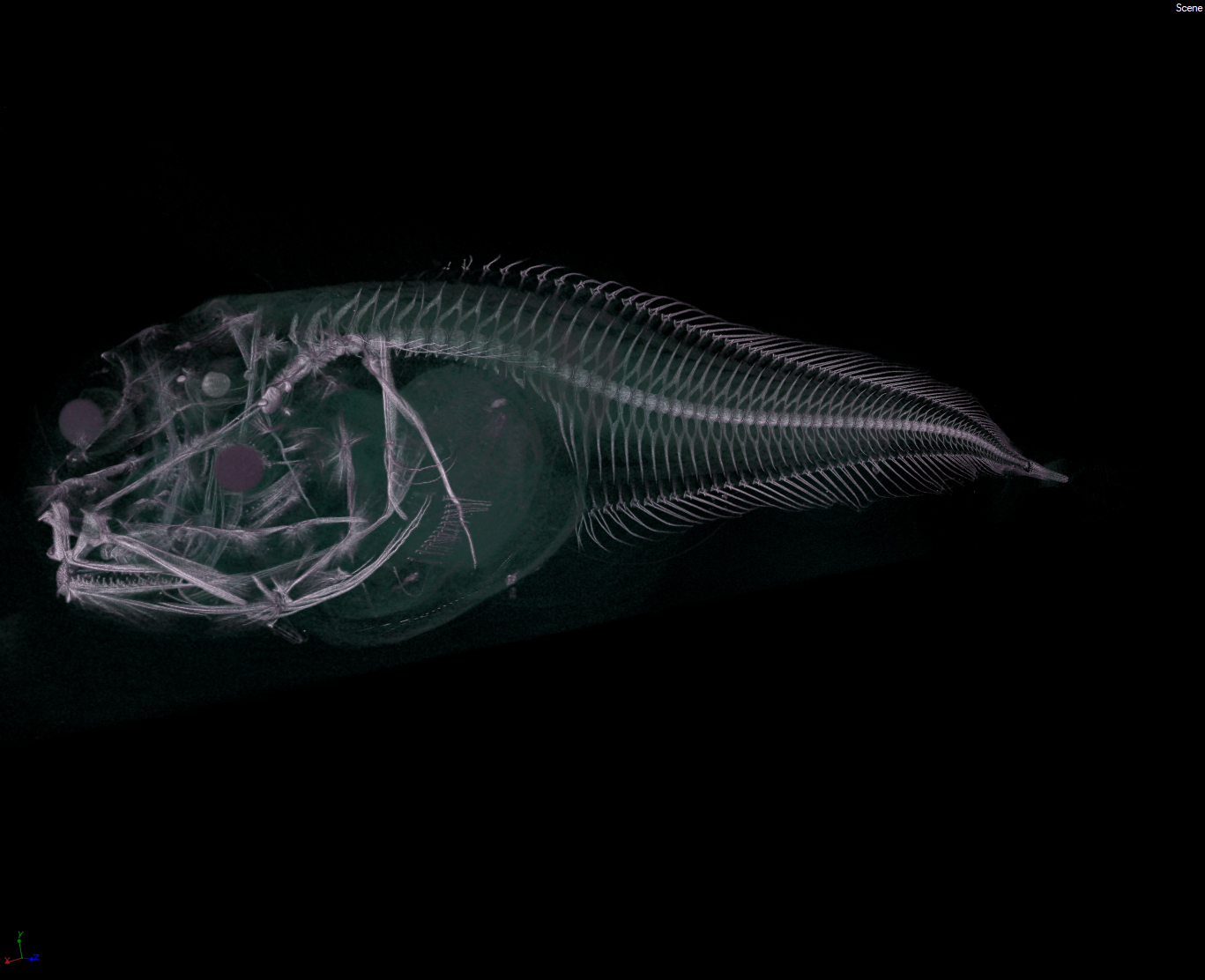 A CT scan of one of the new snailfish (Newcastle University)