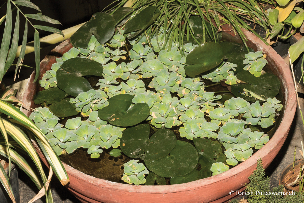 The pond where the mantis was discovered