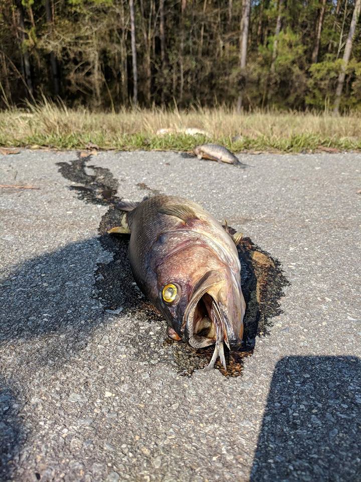 dead fish highway florence full fish