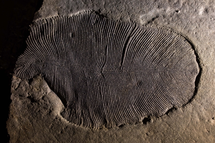 dickinsonia fossil inset a