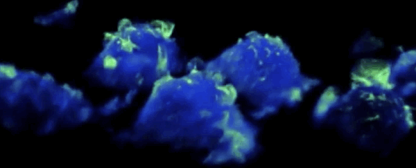 Incredible footage shows never-before-seen structures in action on our immune cells