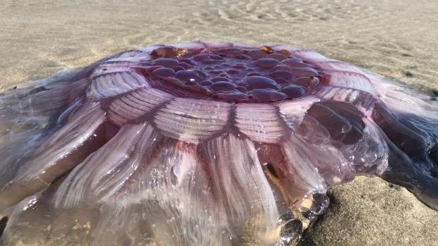 lions mane jelly new zealand september sideshot