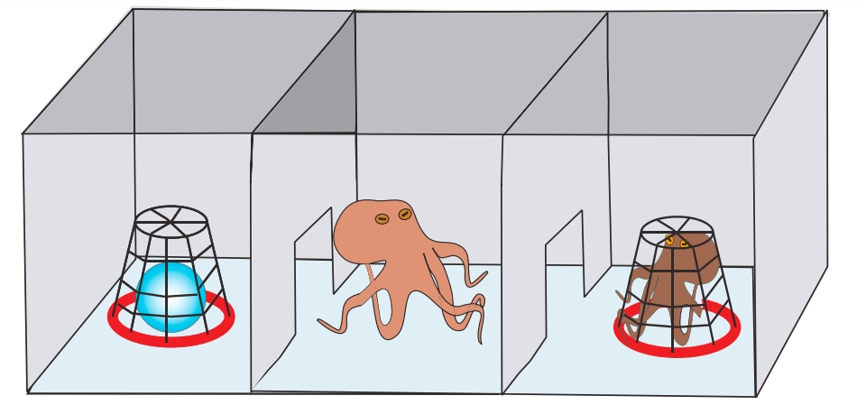 octopus mdma experiment inset