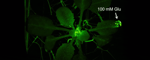 An amazing reaction happens when a plant gets hurt, making them more similar to animals