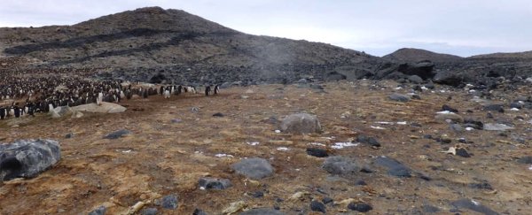 A mass grave of hundreds of mummified penguins has been found in Antarctica
