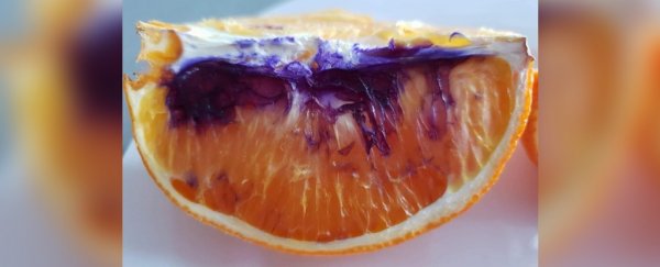 This orange turned purple overnight, and scientists can't figure out why