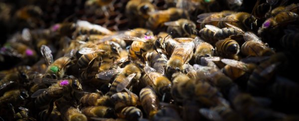 The world's #1 weed killer could also be killing bees, new evidence suggests