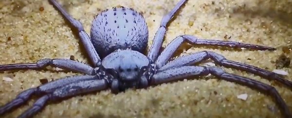 Deadly spiders and 7,000 other creatures have been stolen from a museum in Philadelphia