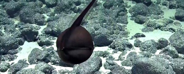Watch scientists flip out over rare footage of a devilishly cute deep-sea eel