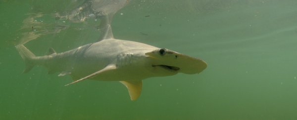 Scientists just identified the first known omnivorous shark species