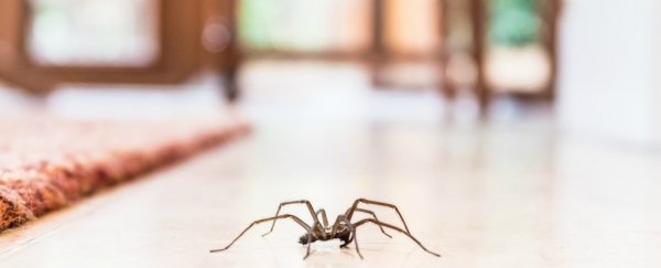Study pinpoints the time you're most likely to encounter a spider in your house, and it explains a lot