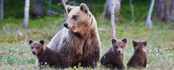 Yellowstone grizzly bears just got saved from a hunt, with restored federal protections