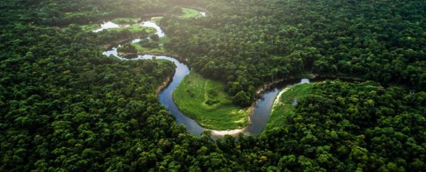 There's a dangerous 'extinction vortex' in one of the world's most important forests