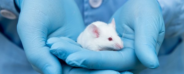 A new cancer vaccine shown to be 100% effective in mice with aggressive melanoma