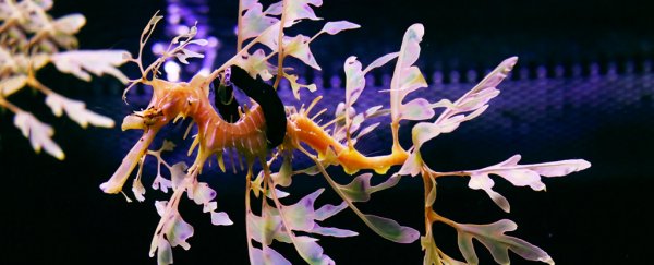 These Leafy sea dragons couldn't swim, so a vet saved them with a genius solution