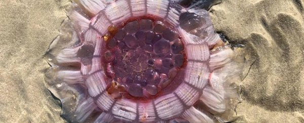 A pulsating, alien-looking sea creature has been found on a beach in New Zealand