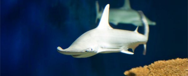 This omnivore shark is the first of its kind, and further confirmation nature is weird as hell
